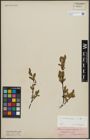 Foto von Salix arbuscula L.